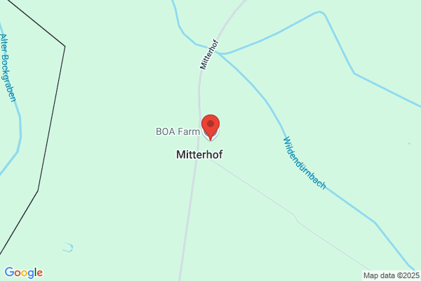 BOA-FARM BEEF CATTLE