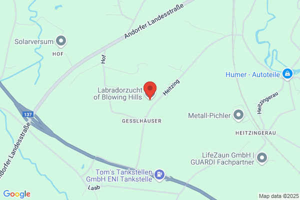 Labradorzucht of Blowing Hills
