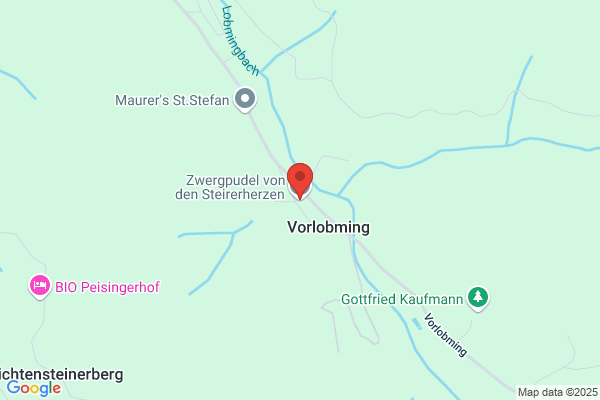 Zwergpudel von den Steirerherzen